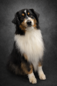 versatile Waterfall miniature american shepherd
