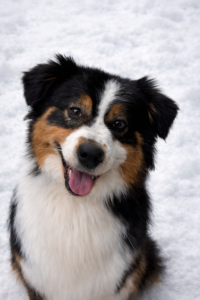show quality mini aussie in snowy minnesota