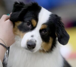 miniature australian shepherd breeder minneapolis
