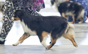 versatile miniature american shepherd