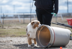 North Dakota scentwork miniature Aussie