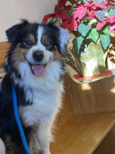 health tested Mini aussie South Dakota