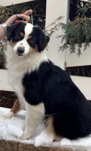 champion miniature american shepherd Minneapolis