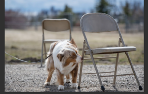 versatile red merle miniature American Shepherd North Dakota