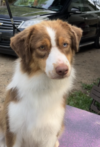 mini aussie blue eyed red tri