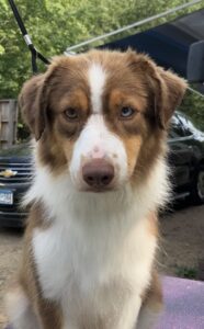 miniature american shepherd iowa