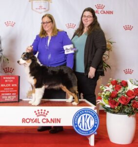 Miniature American Shepherd winners bitch at Royal Canin