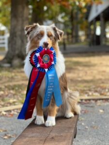 miniature american shepherd stud mn