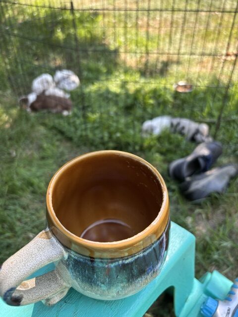 a coffee cup view with puppies playing in their kennel